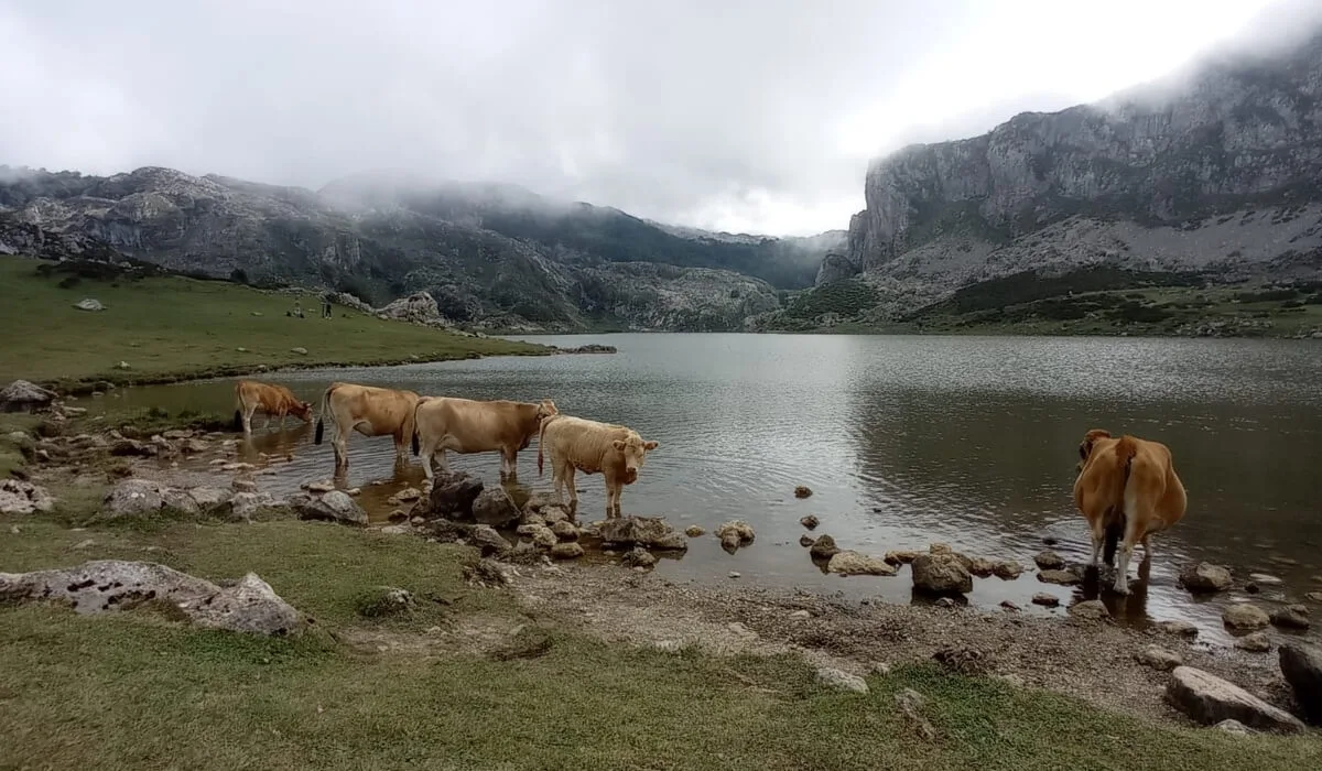 Vacas pastando junto al Lago Enol, uno de los Lagos de Covadonga en los Picos de Europa, Asturias