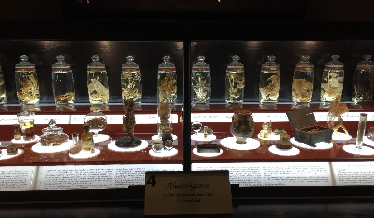 Vitrina con plantas alucinógenas y pócimas utilizadas en rituales de brujería en el Museo de la Brujería de Toledo