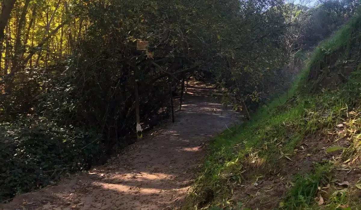 Camino de la Senda Mágica de Arroyomolinos entre la vegetación del bosque de ribera