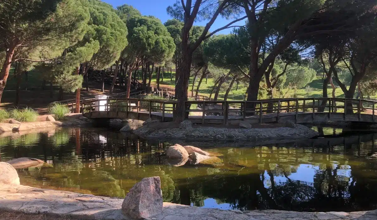 Lago con pasarela de madera en el Parque del Pinar junto a la Senda Mágica de Arroyomolinos
