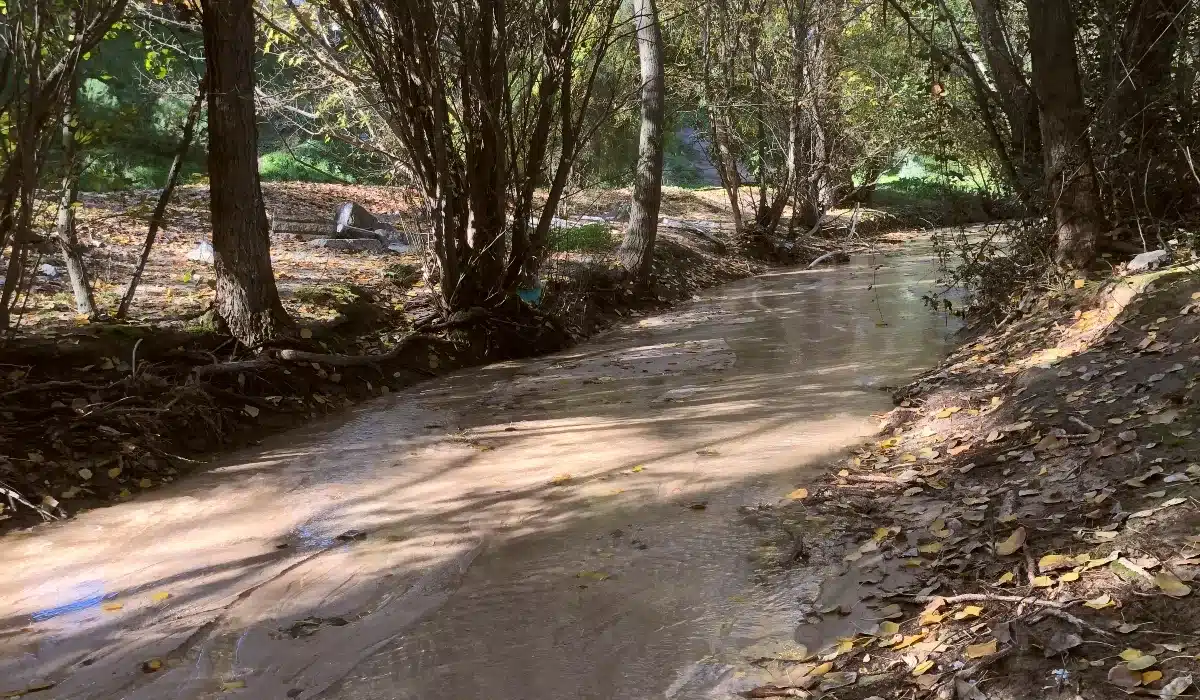 Arroyo que atraviesa la Senda Mágica de Arroyomolinos entre la vegetación del bosque de ribera