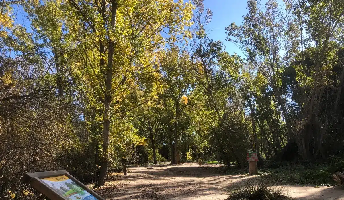 Sendero principal de la Senda Mágica de Arroyomolinos rodeado de árboles y vegetación